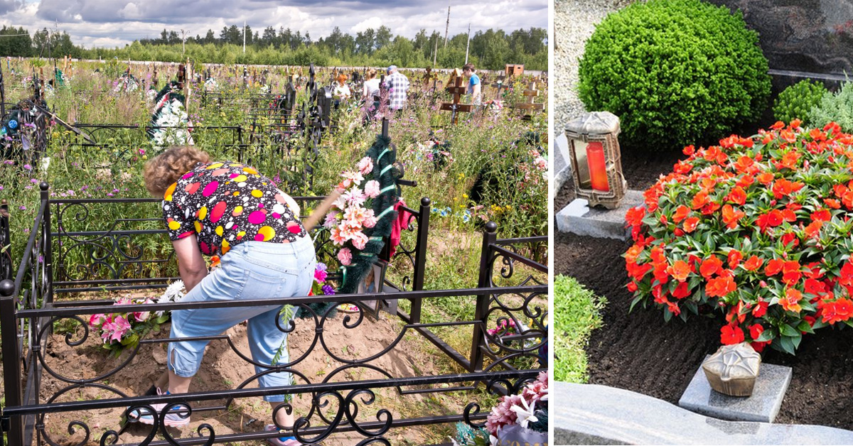Какие цветы сажать на могиле фото
