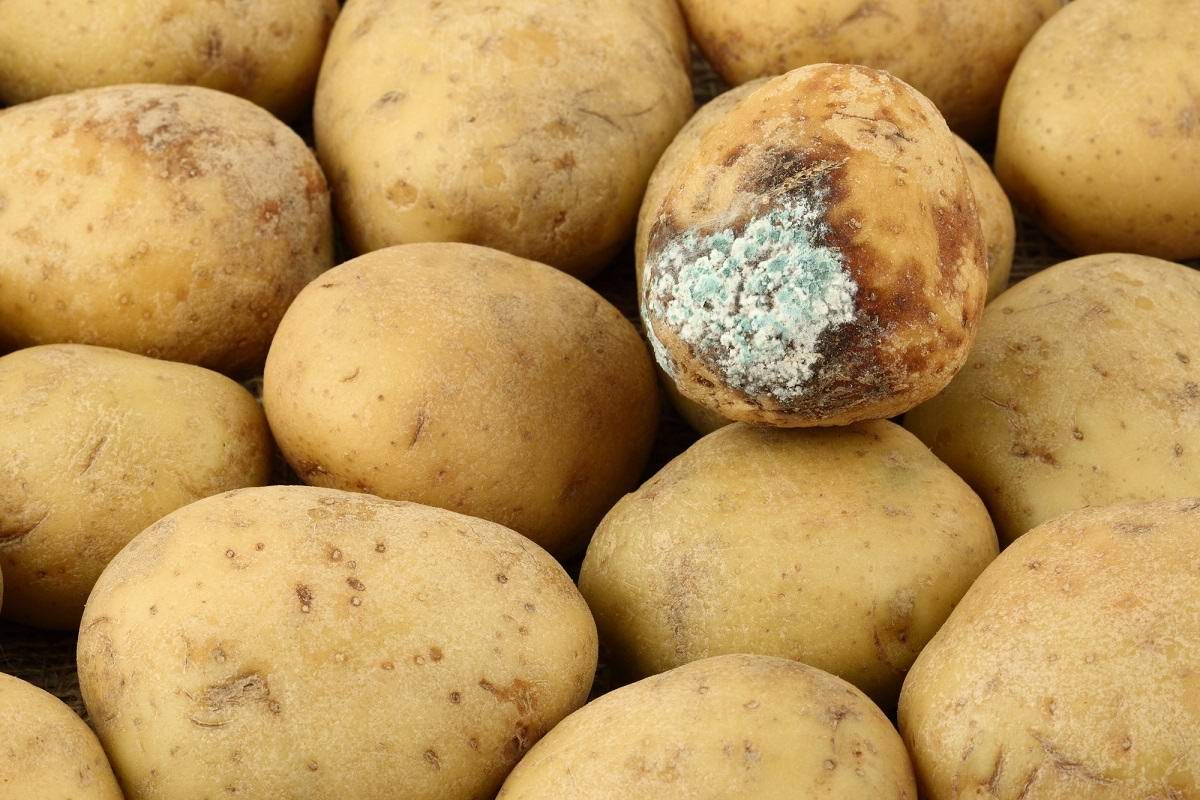 Купить картофель в г