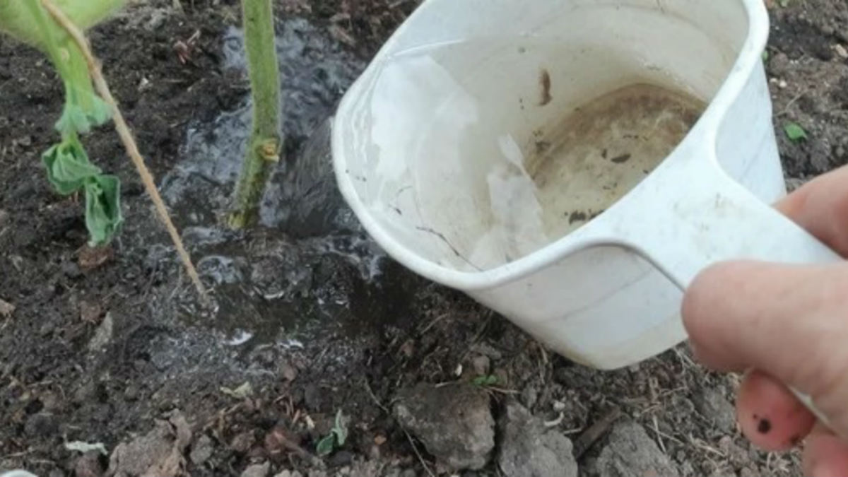 Подкормка томатов золой. Зола из перца. Зола древесная для перца. Подкормка рассады золой. Рассада томатов и зола.