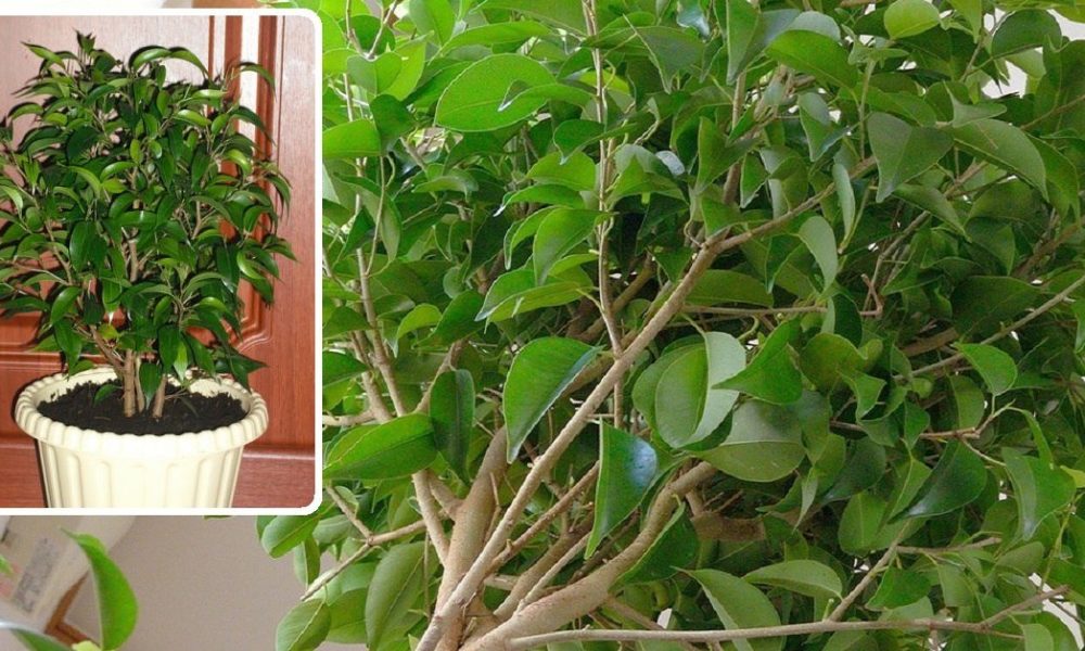 როგორ გავზარდოთ 5–ჯერ უფრო დიდი ფიკუსი ბენჟამინი - ALL TIME