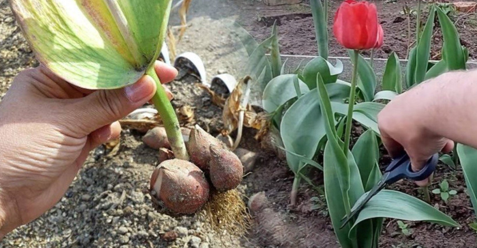 Выкапывать ли тюльпаны каждый год. Тюльпаны после цветения. Тюльпаны после отцветания. После тюльпанов. Отрезать луковицу у тюльпана.