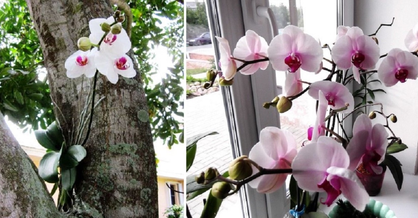 Почему нельзя дома орхидеи. Орхидея в доме приметы и суеверия. Орхидея дома приметы белая. Почему нельзя держать орхидеи дома.