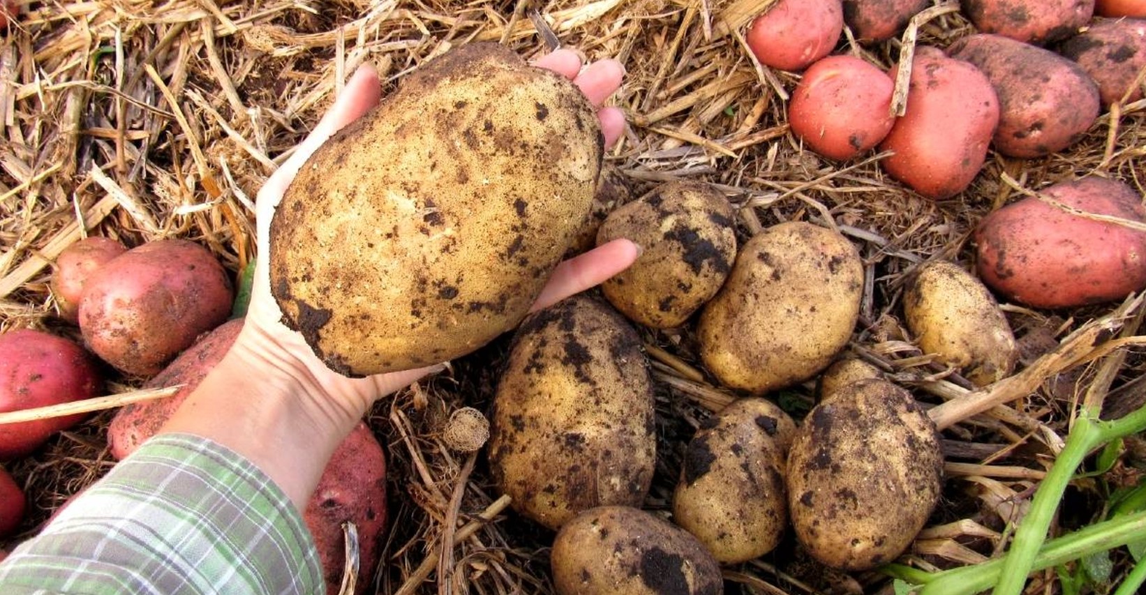 Кербовка картофеля. Картошка в огороде. Посадка картофеля. Посадка картошки. Урожай картофеля.