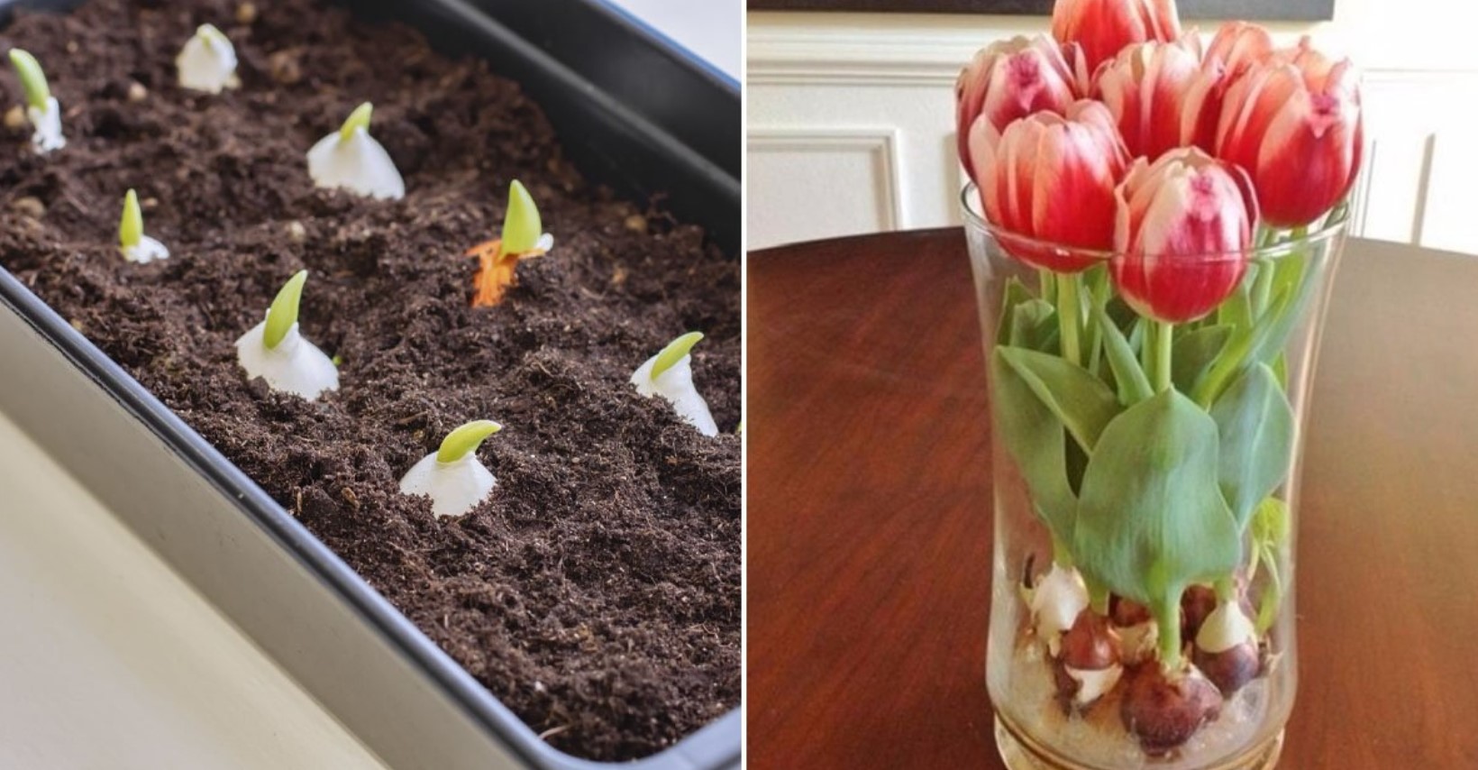 Можно ли вырастить тюльпаны из букета