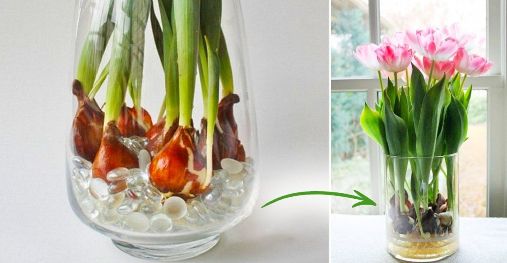 Можно ли вырастить тюльпаны в домашних условиях