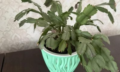 სასუქი დეკემბერასთვის