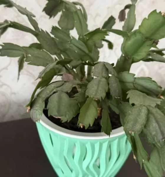 სასუქი დეკემბერასთვის