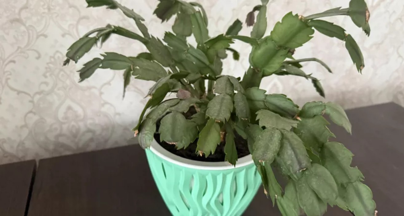 სასუქი დეკემბერასთვის