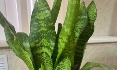 სანსევიერია