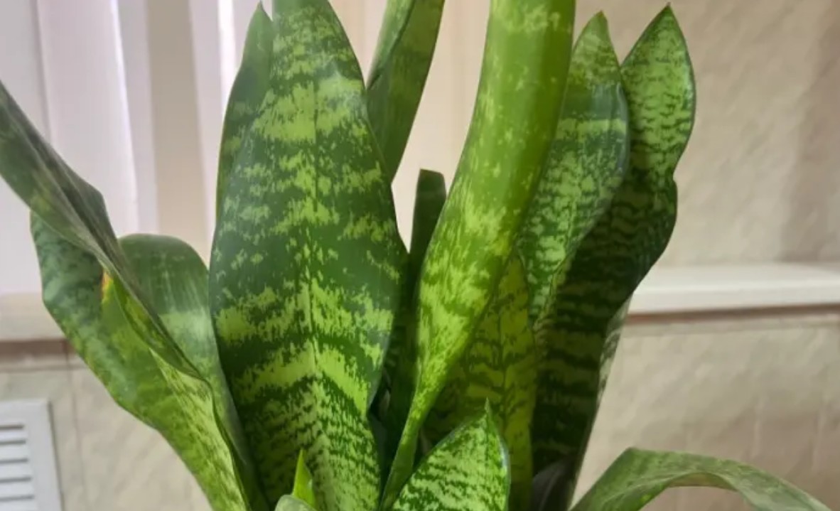 სანსევიერია