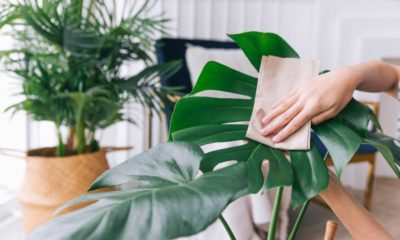 ოთახის მცენარეების ფოთლების გაწმენდა