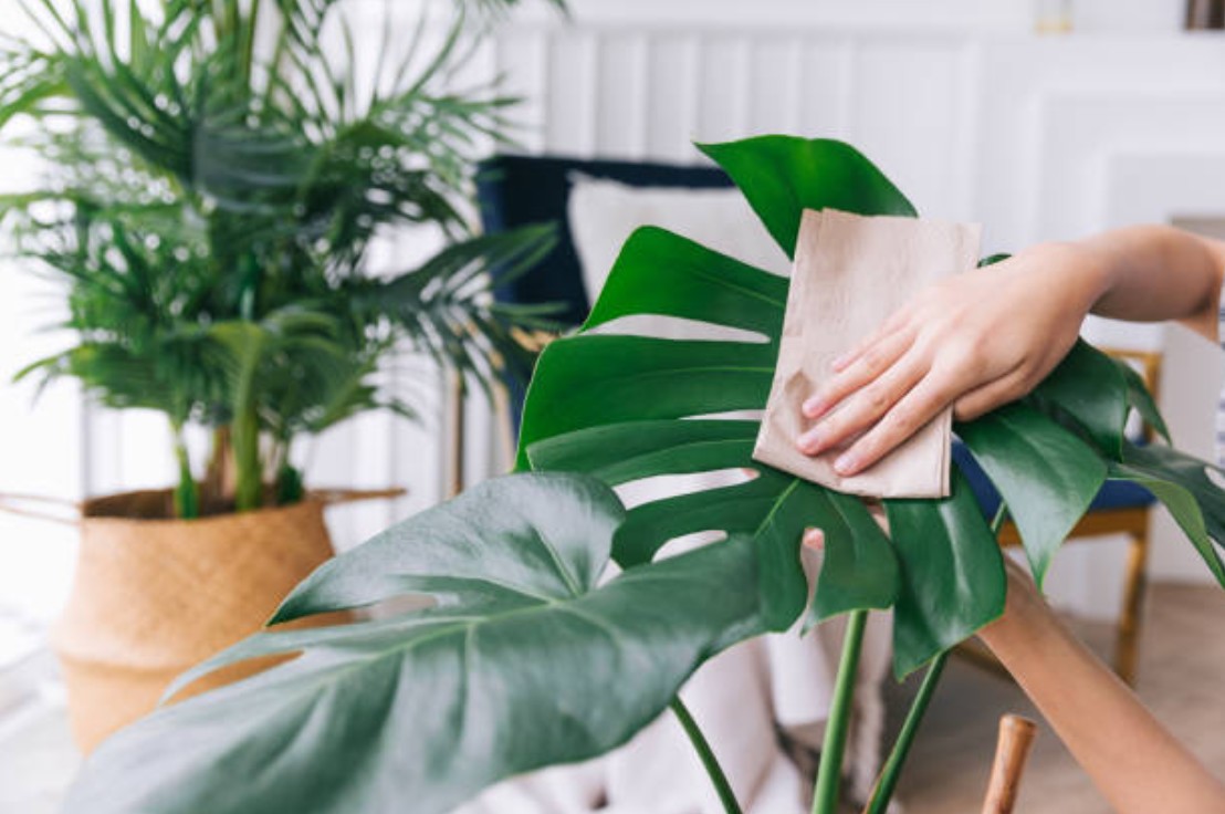 ოთახის მცენარეების ფოთლების გაწმენდა