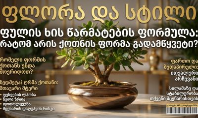 ფულის ხის ქოთანი