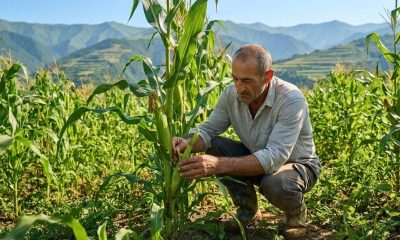 სიმინდის გვერდითი ყლორტების მოცილება